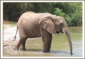 Mulika taking water