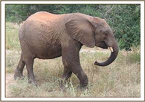 Taita walking away