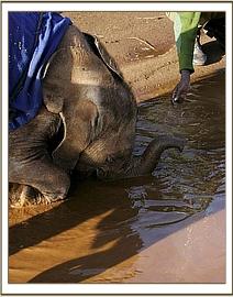 Lesanju enjoying the water