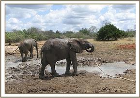Sunyei drinking water from the borehole pipe