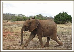 Madiba heading for the water