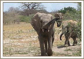 Wendi raising her trunk