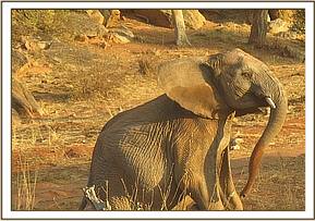 Orwa playing