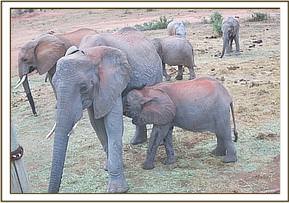Mwende nursing from Mulika