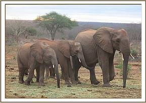 Kanjoro, Mutara and Tomboi