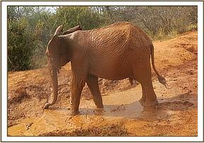 Orwa in a muddy puddle