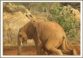 Orwa playing