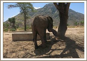 Orwa removing a thorn from his foot