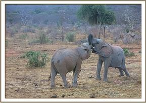 Orwa playing with Ololoo