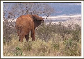 Laikipia coming to join the babies