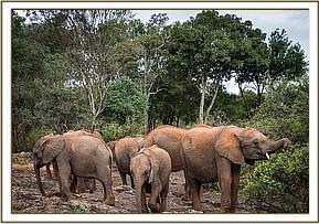 Emoli, Maisha and Murit morning browsing
