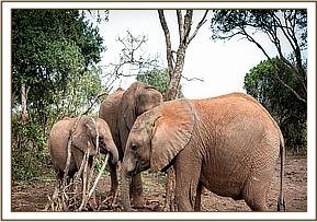 Sattao with Mbegu and Mundusi