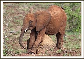Arruba scratching