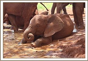 Arruba playing at mudbath