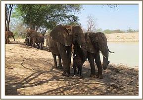 Nasalot, Yetu and Yatta
