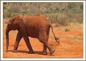 Sinya after a mudbath