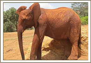 Lesanju scratching at the stockade