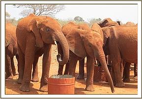 Lesanju left and Kenia drinking