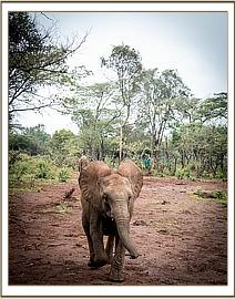 Sagala running for his milk bottle