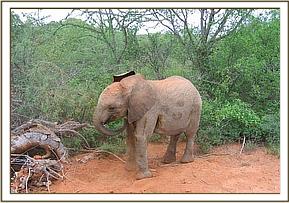 Madiba scratching