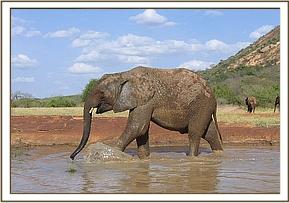 Napasha kicking the water with his foreleg
