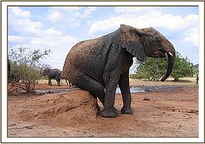 Napasha scratching against a rock