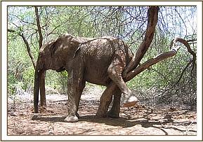 Nasalot scratching against a tree