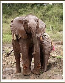 Sinya and Dida