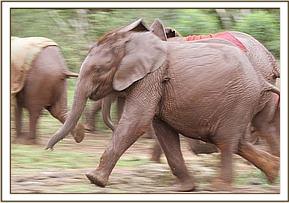 Lempaute and the other orphans running
