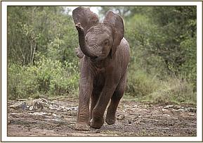 Lesanju charging and playing