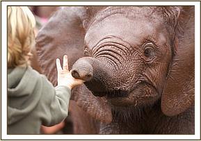 Lempaute sniffs at Roan