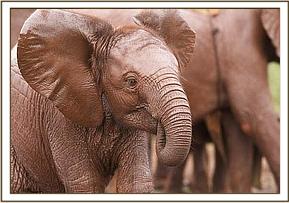 Lempaute sucking her trunk
