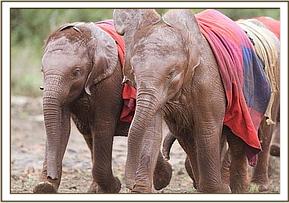 Lempaute and Lesanju having a good romp