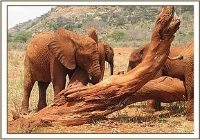 Lempaute scratching