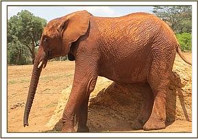 Lesanju scratching on a rock at the stockade