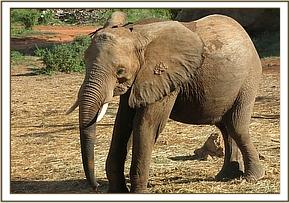 Madiba