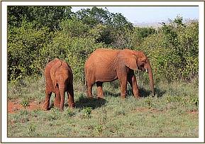Ngasha and Orwa