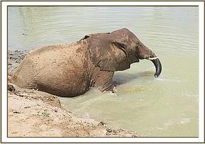 Lualeni in the water