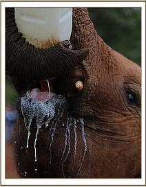 Arruba drinking milk