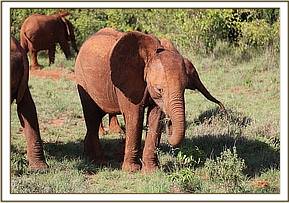 Arruba in the bush