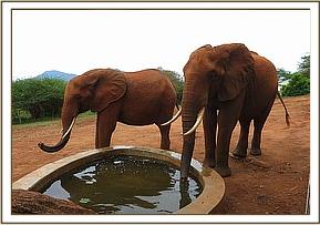 Mweya and Laikipia drinking at the stockade