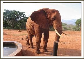 Laikipa arrives at the stockade on his own