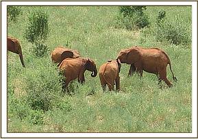 Sinya front with the other orphans