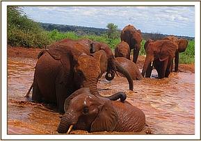 Rombo and Lesanju playing in the mudbath
