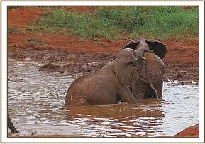 Rombo holding Lempaute in the mudbath