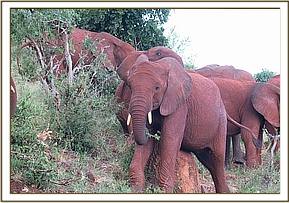 Taveta and Sinya scratching on the same rock