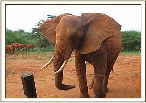 Laikipia comes to the stockade