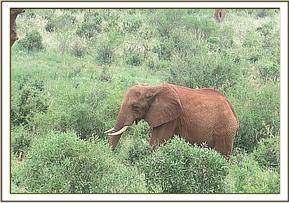 Laikipia browsing