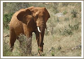 Laikipia looking for the Voi orphan herd