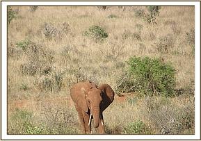 Lempaute coming to join the babies